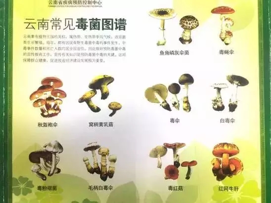 云南连发多起野生菌中毒事件   已致7人亡最小仅4岁