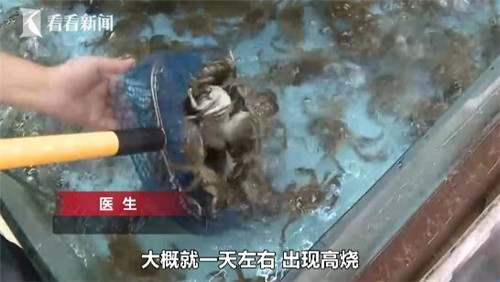 老大爷吃螃蟹差点要了命    罪魁祸首竟是这种细菌