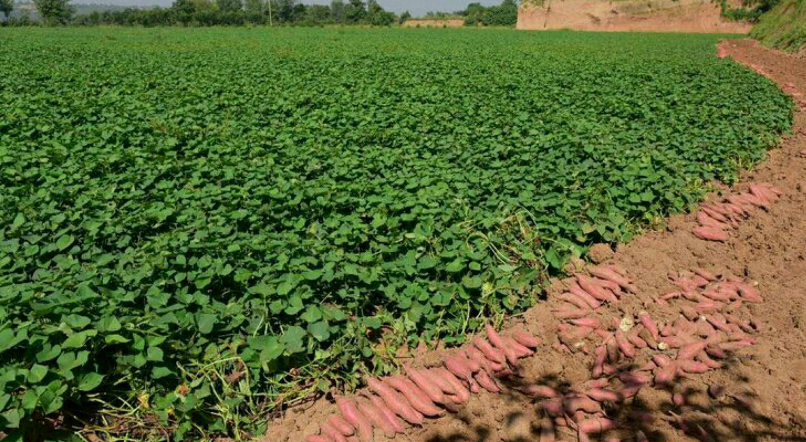 新品种 新希望 黄土地里的“合阳红薯”