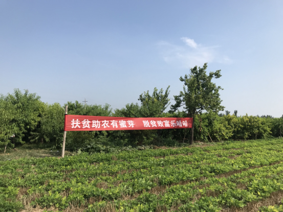 蜜芽与河南省内黄县人民政府达成战略合作 建设扶贫生态基地1748