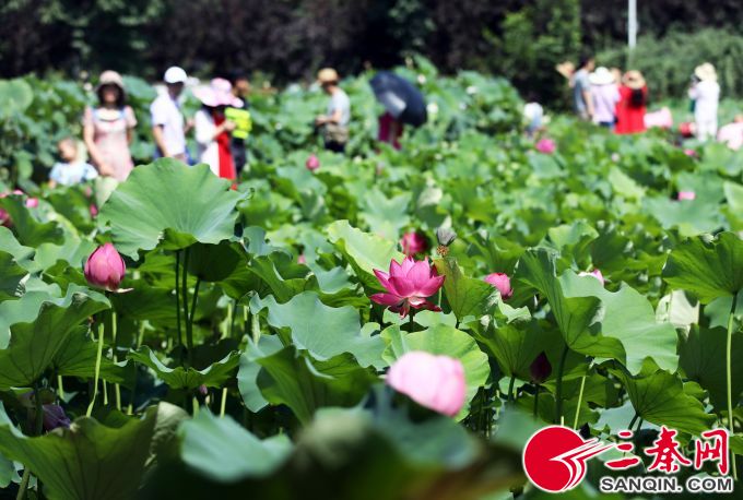 千亩荷塘万人赏花沣东荷苑成市民免费赏荷好去处 三秦网