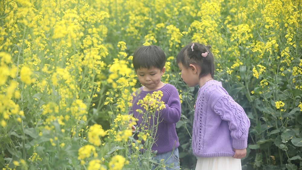 万亩油菜花海，山岭中就像铺上了金黄色的地毯