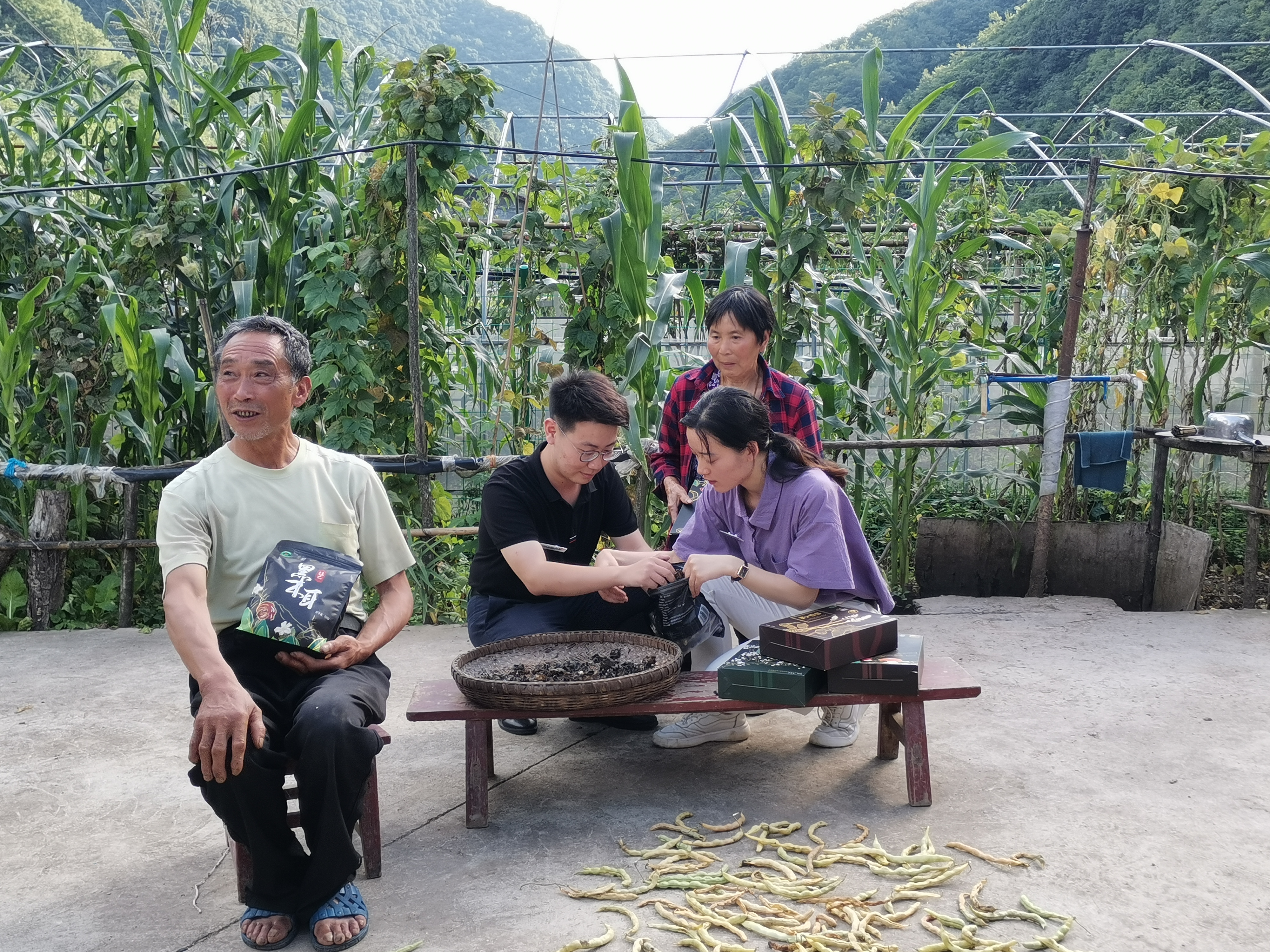 ​专家帮扶让贫困地区硕果飘香—— 西农大“三团一队”探索高校定点扶贫新模式