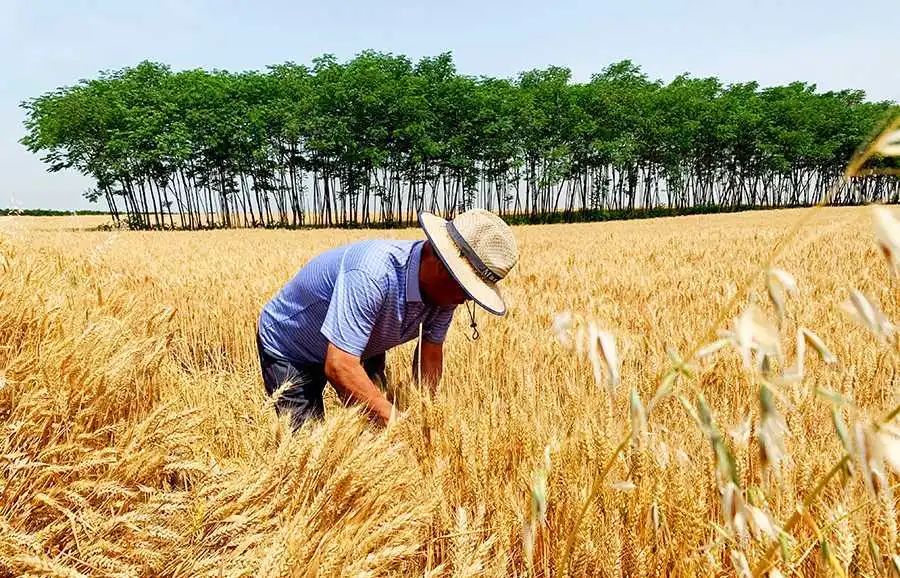 2020年陕西粮食产量增长3.55%