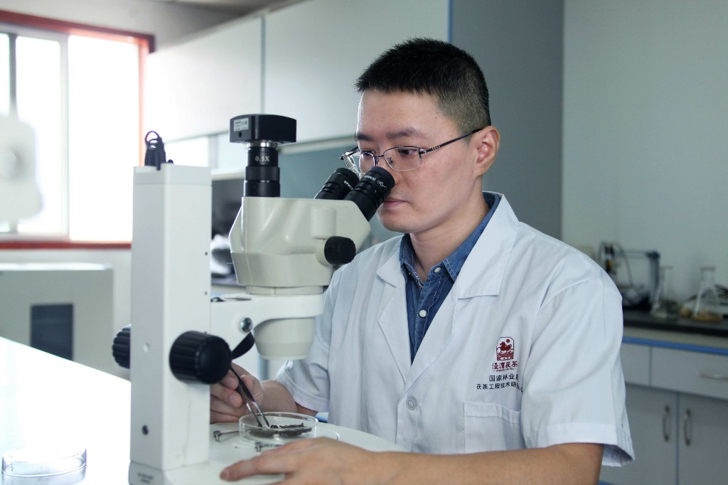 追赶超越“犇”向前陕西中茯茶叶研究所所长：将科研成果快速转化应用于生产