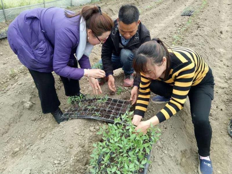  “三秦巾帼最美扶贫人”张红霞一心为民女支书