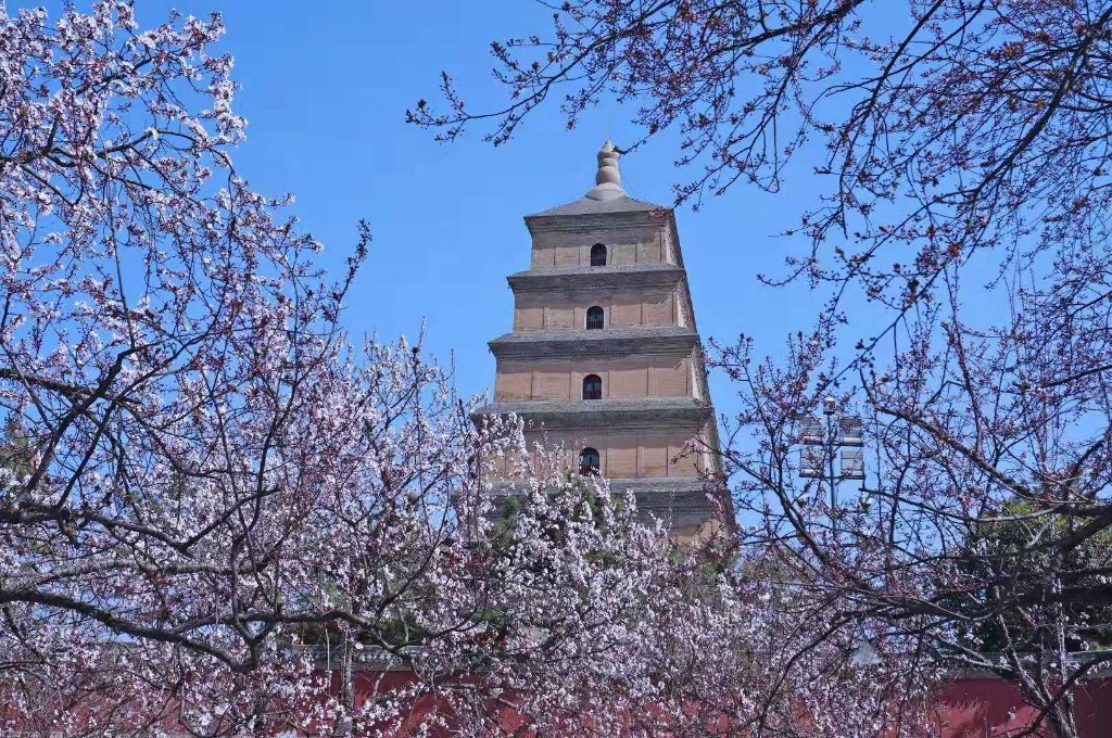 “赏花游”成搜索热词 私家团成近期旅游新选择  