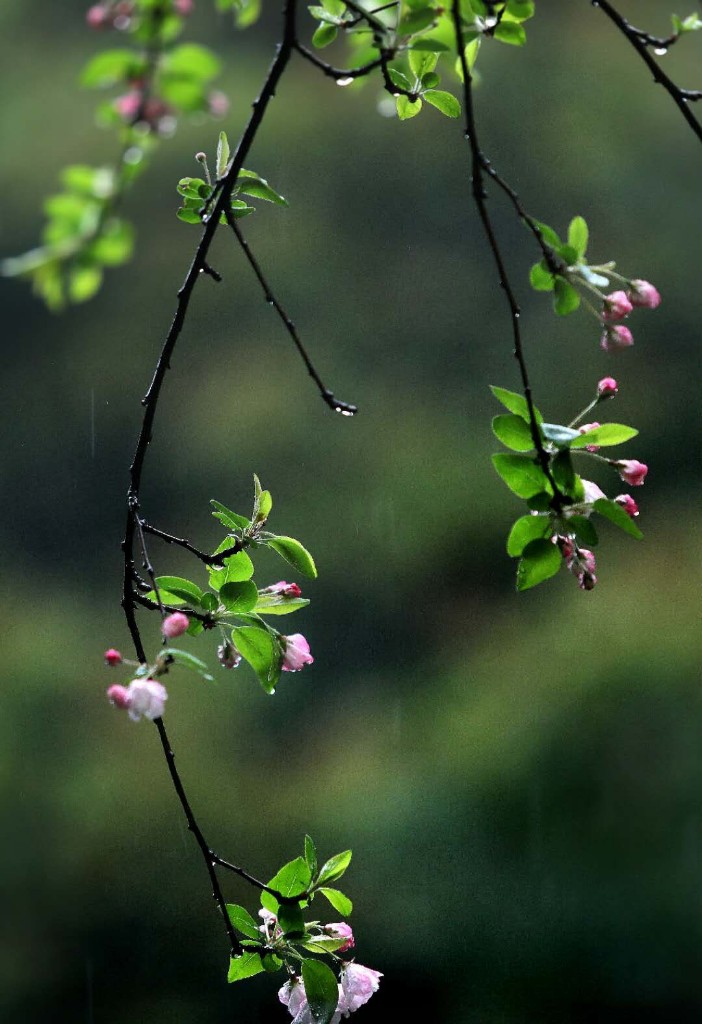 诗情 花 意好个春 三秦网
