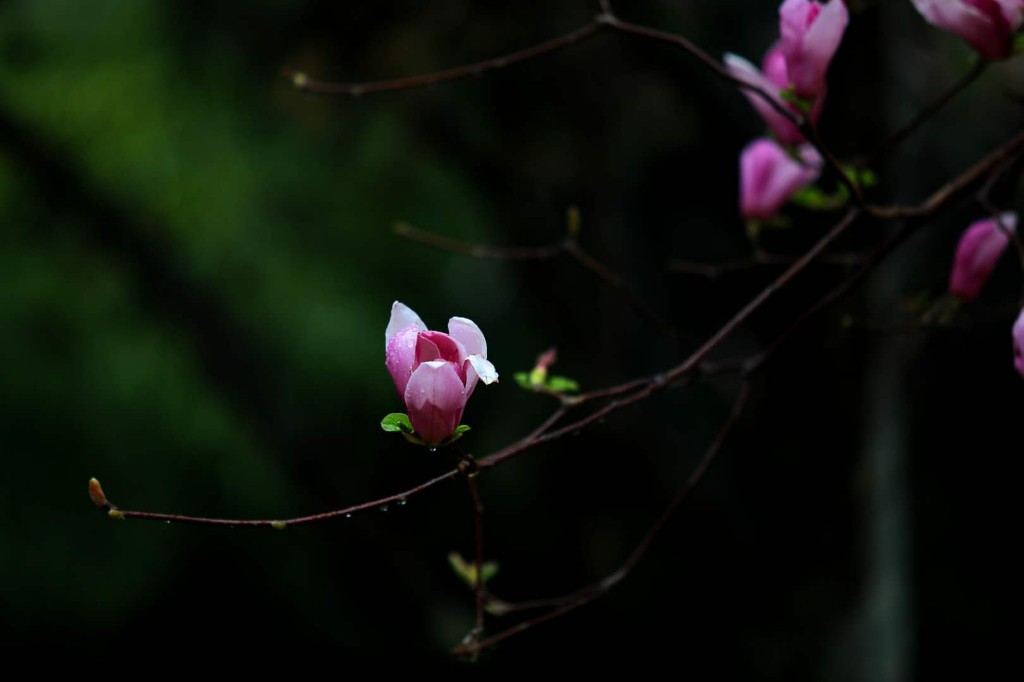 诗情 花 意好个春 三秦网