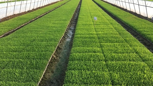 勉县召开水稻轻简化示范推广技术培训座谈会