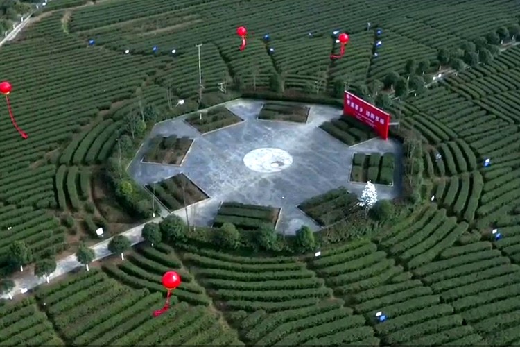 2021东裕汉中仙毫开采 拉开陕西春茶上市序幕