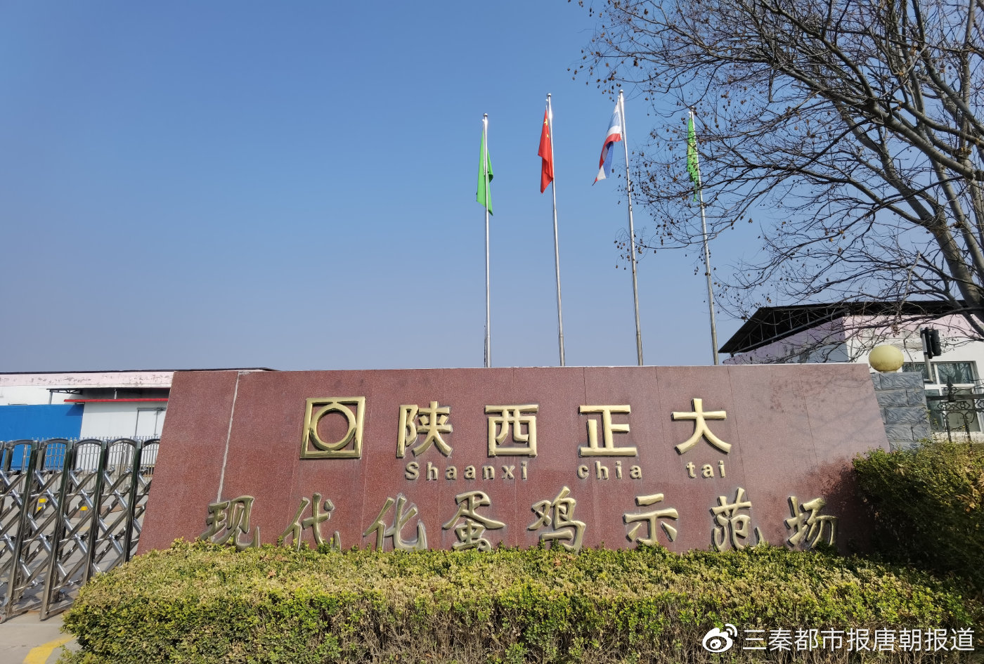 记者探访正大蛋鸡示范场了解无抗鸡蛋（文内有视频）