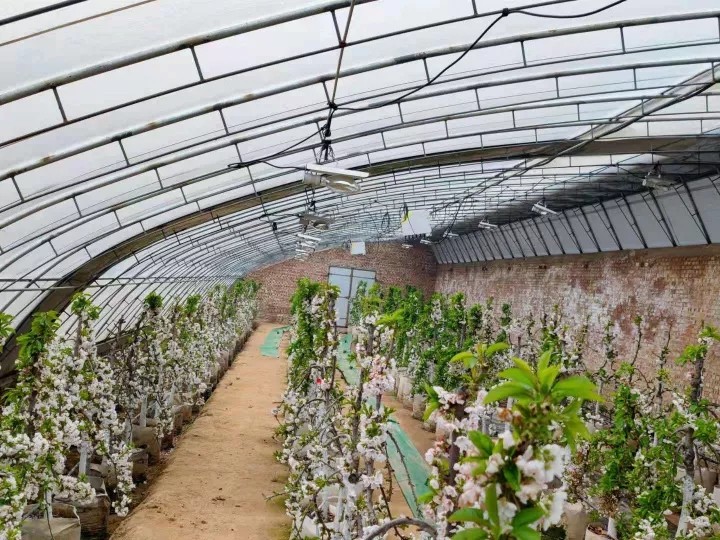 花盆里种出樱桃树  既能赏花又能吃果