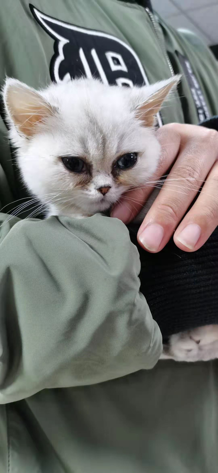 4000元买只猫 隔天查出多种病