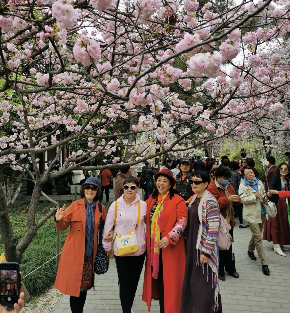 第五届雁塔国际樱花节浪漫开启 三秦网