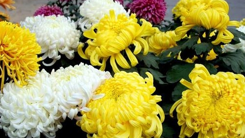 前往墓园祭扫 这些事项需注意