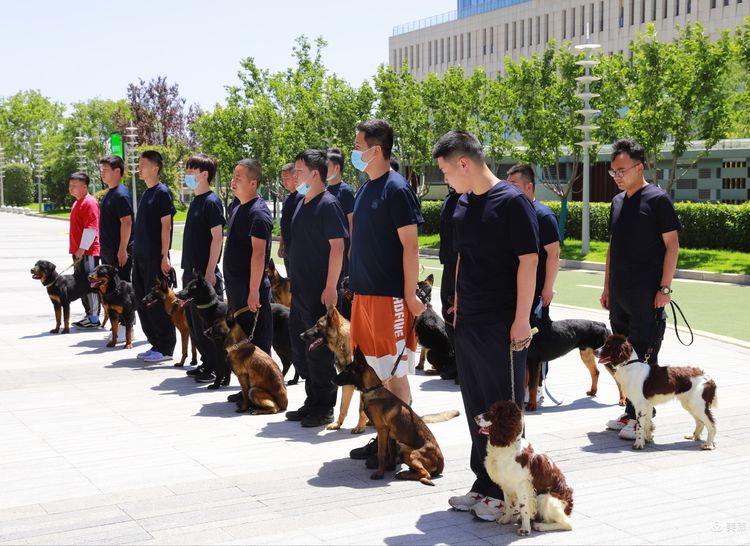 秦汉公安分局警犬训导队学成归来