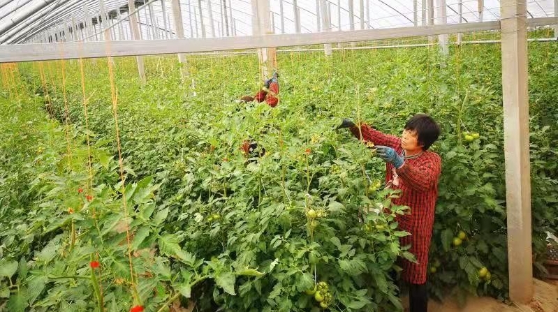 三原多举措夯实乡村振兴基础