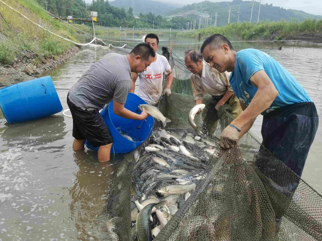 汉阴生态渔业增产又增收