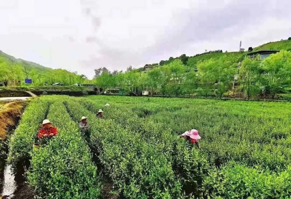 安康富硒茶城9月开市营业