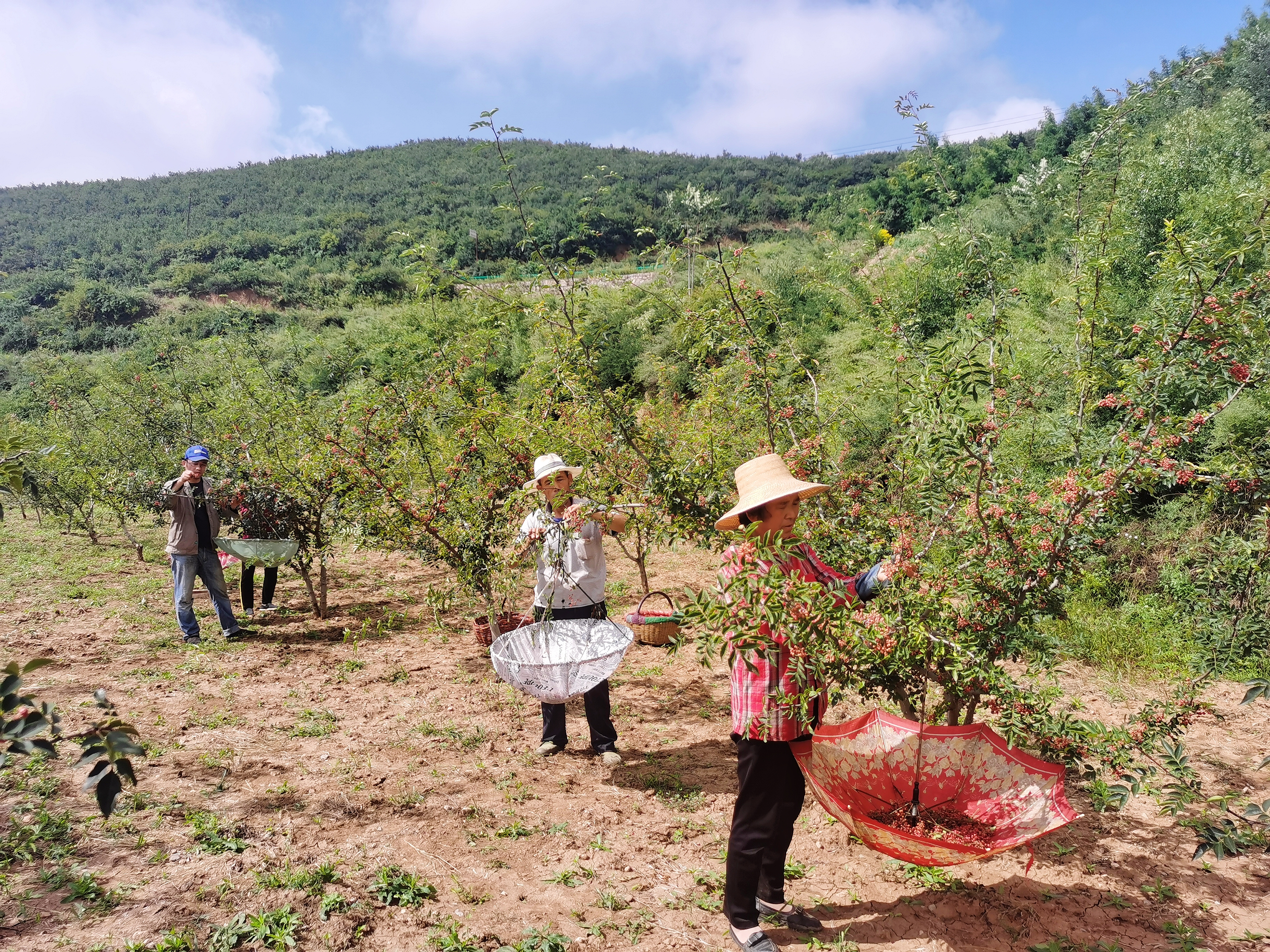 印台区 花椒红满山椒农喜开颜 三秦网 印台区 花椒红满山椒农喜开颜 三秦网