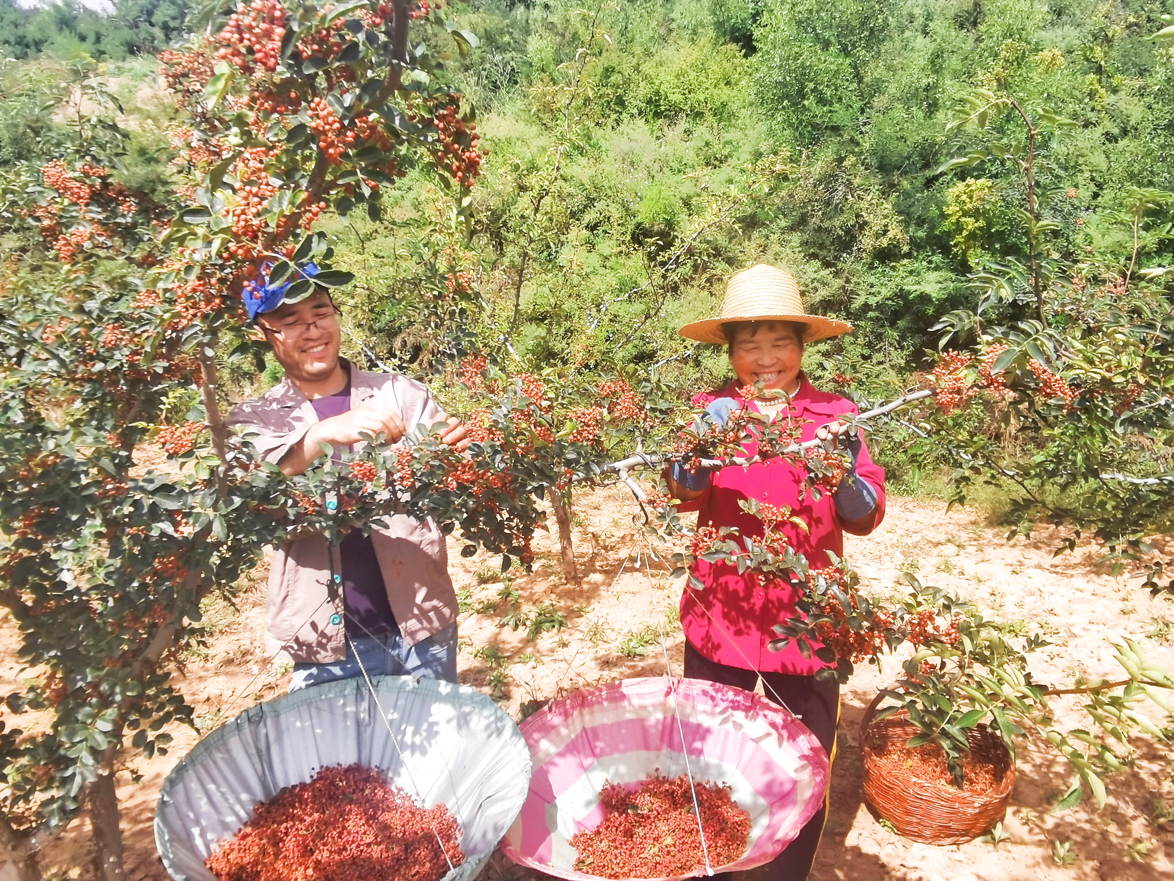 印台区 花椒红满山椒农喜开颜 三秦网