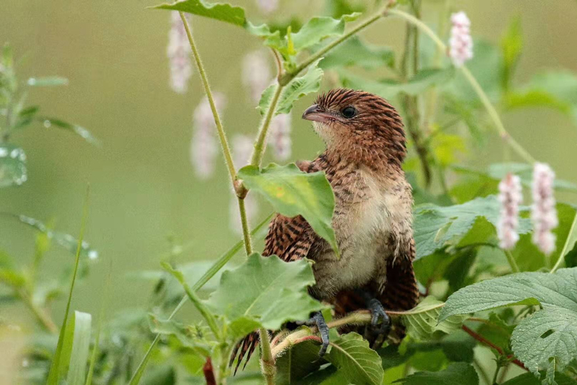 晨光渭水鸦鹃舞