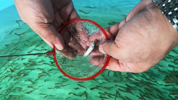 陕西省秦岭细鳞鲑繁育研究取得重大突破