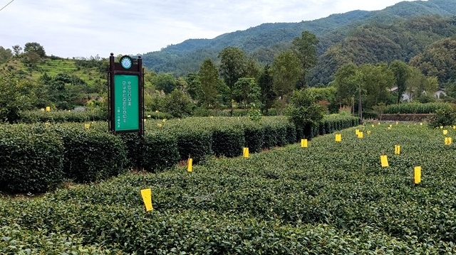 茶园遭遇洪涝灾害 按照这些措施补救