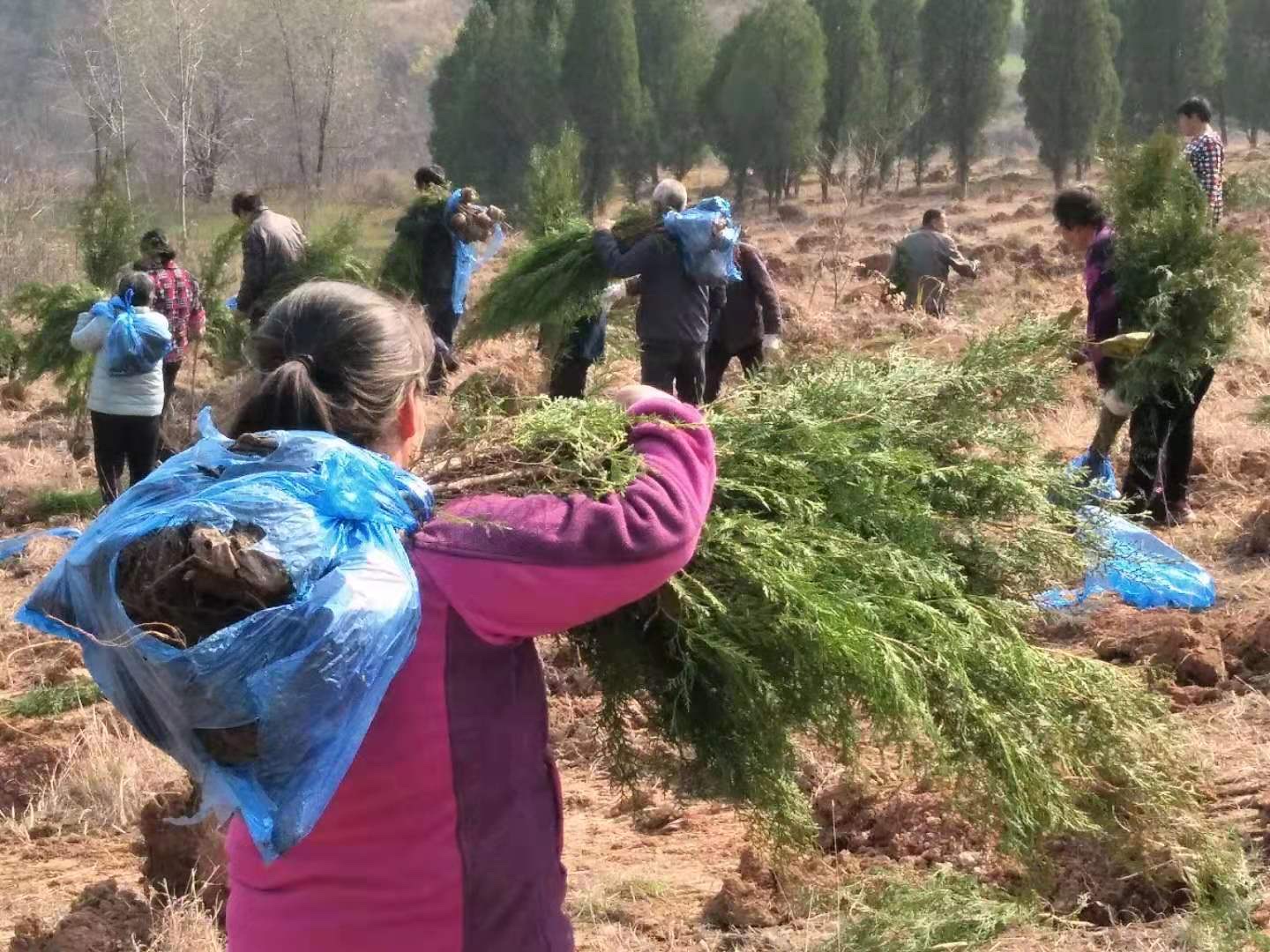 临潼区上半年完成造林超1500亩
