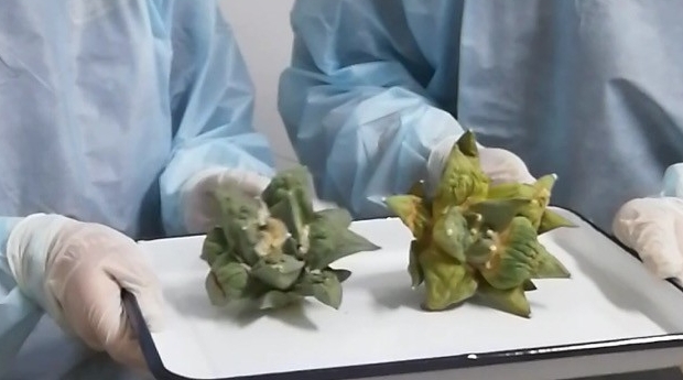 这种“石头”请勿入境西安邮局海关查获涉濒危多肉植物