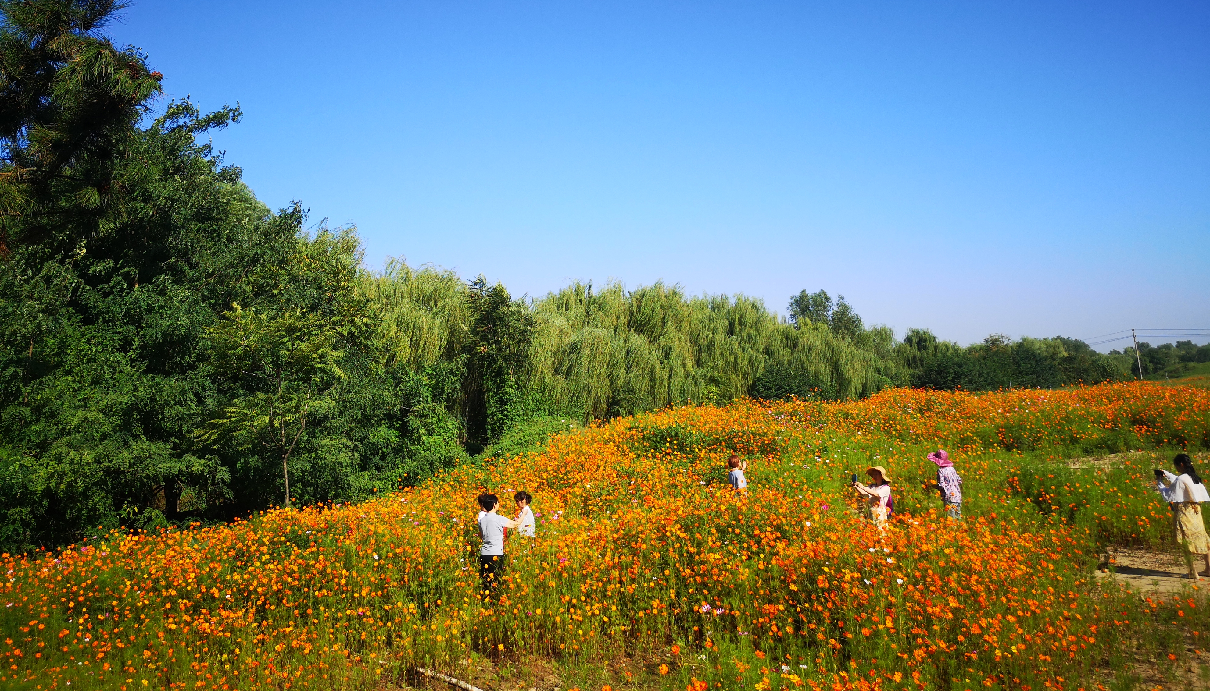 洛门路花海遭随意踩踏赏花拍照请“脚下留情”