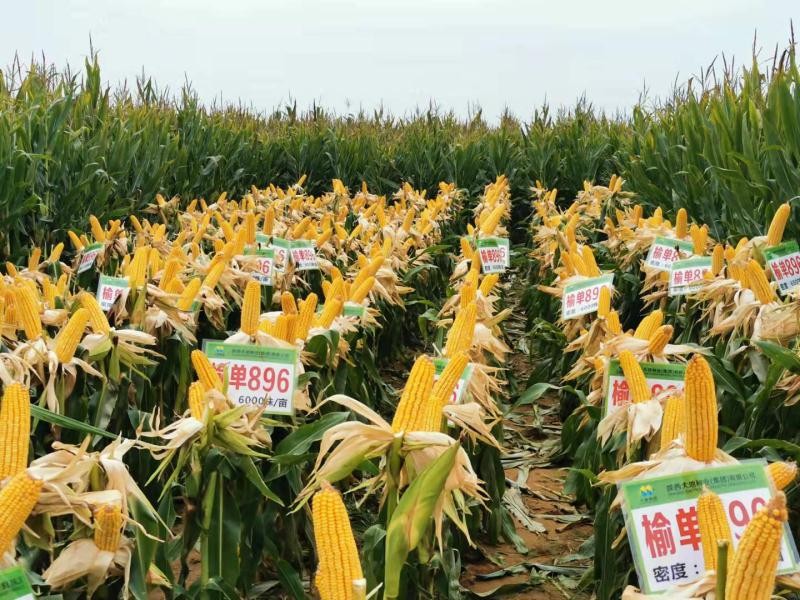 “检阅”玉米新品种 打好种业“翻身仗”我省举办玉米新品种示范展示和观摩活动