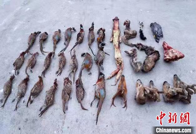 非法狩猎金雕黑熊等珍贵濒危野生动物9人被黑龙江警方抓获