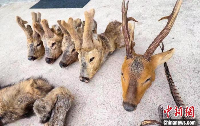 黑龙江警方侦破危害珍贵、濒危野生动物、非法狩猎系列案件。　黑龙江省公安厅林区公安局鹤立分局供图