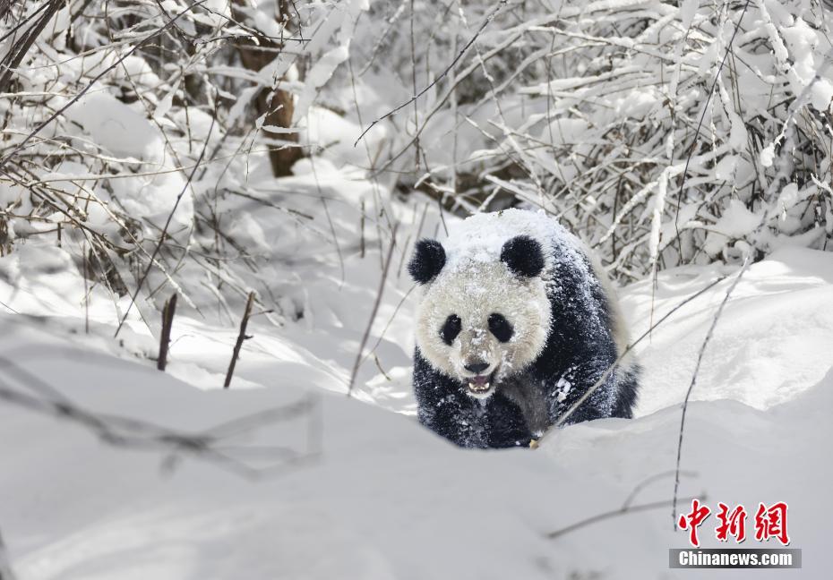 春雪,中國大熊貓保護研究中心天台山大熊貓野化放歸培訓基地白雪皚皚