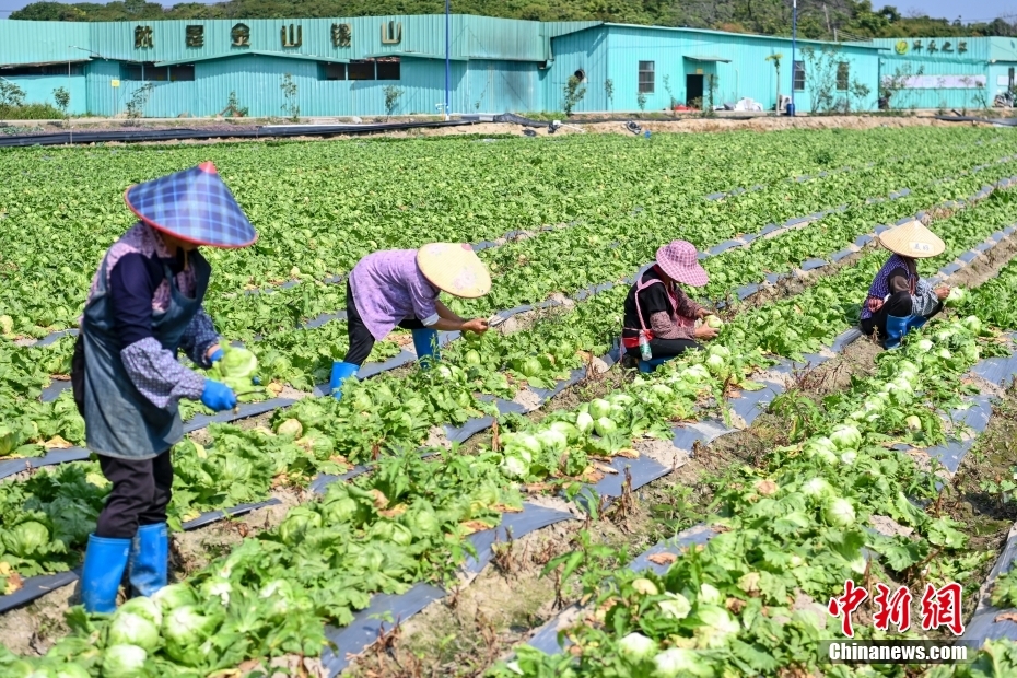 粵港澳大灣區菜籃子生產基地蔬菜產品穩定供港