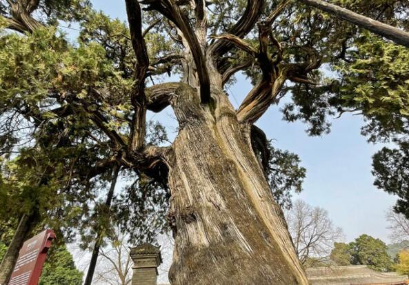 古柏丨陕西黄帝陵:最老古柏树距今5000余年