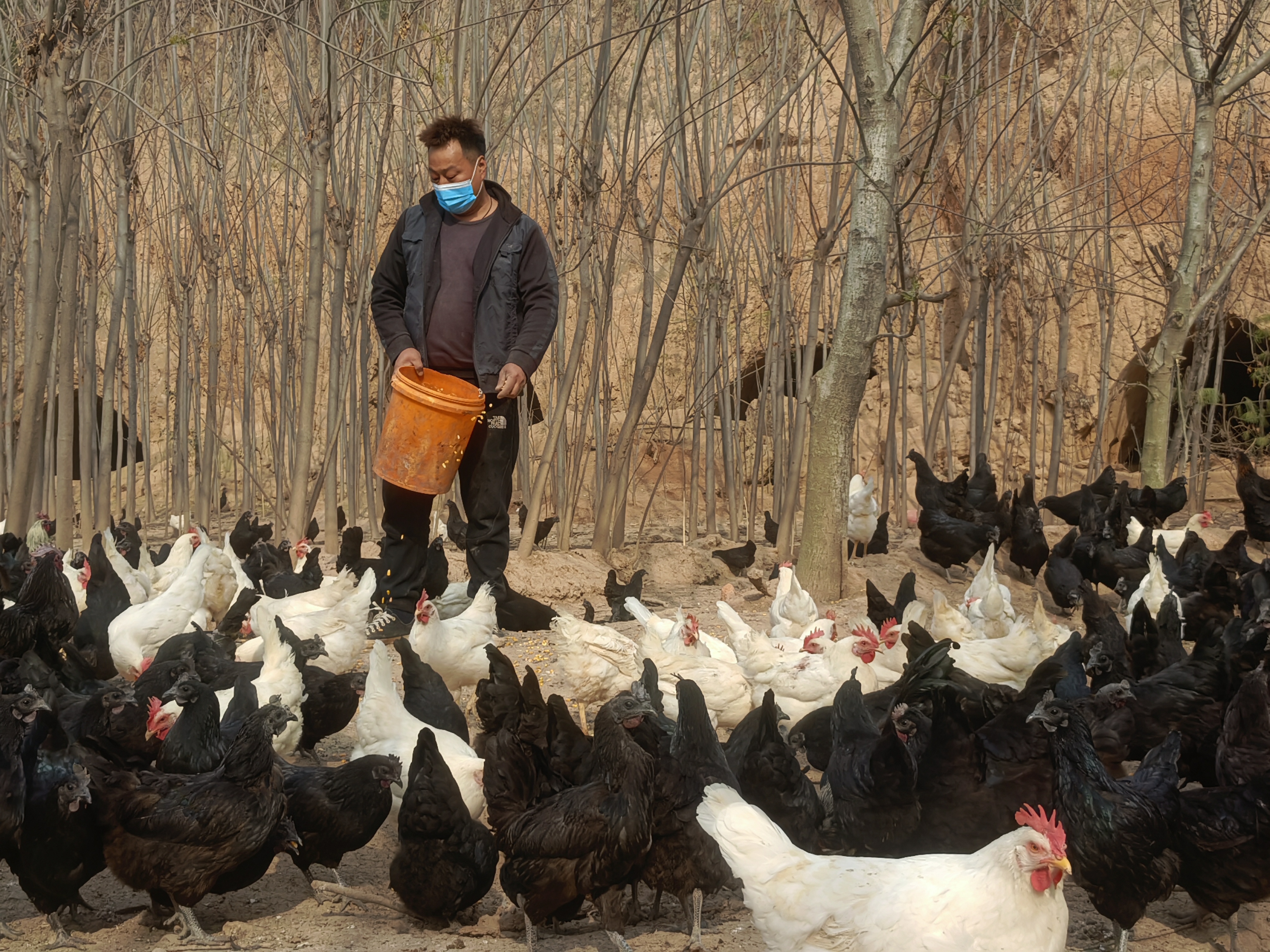 养鸡场主人王增强正在给鸡喂养玉米林下放养的鸡得病少,肉质好,鸡粪