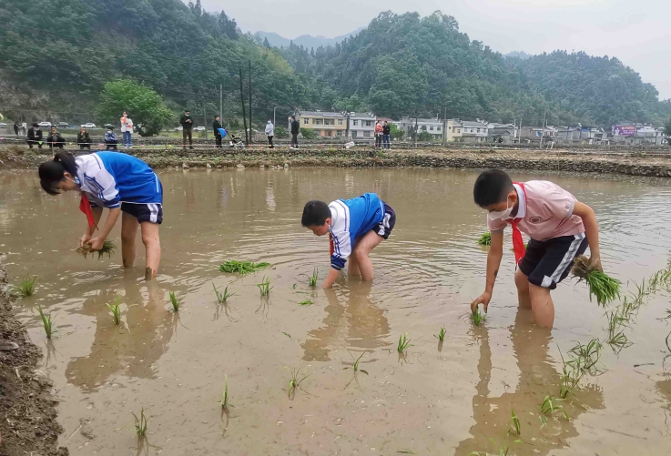 小学生下田插秧体验农耕
