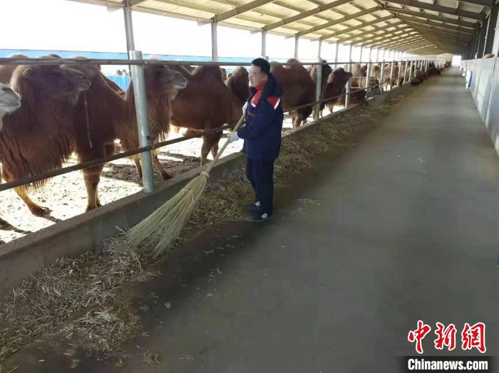 图为企业租赁牧民的骆驼。 贾茹 摄