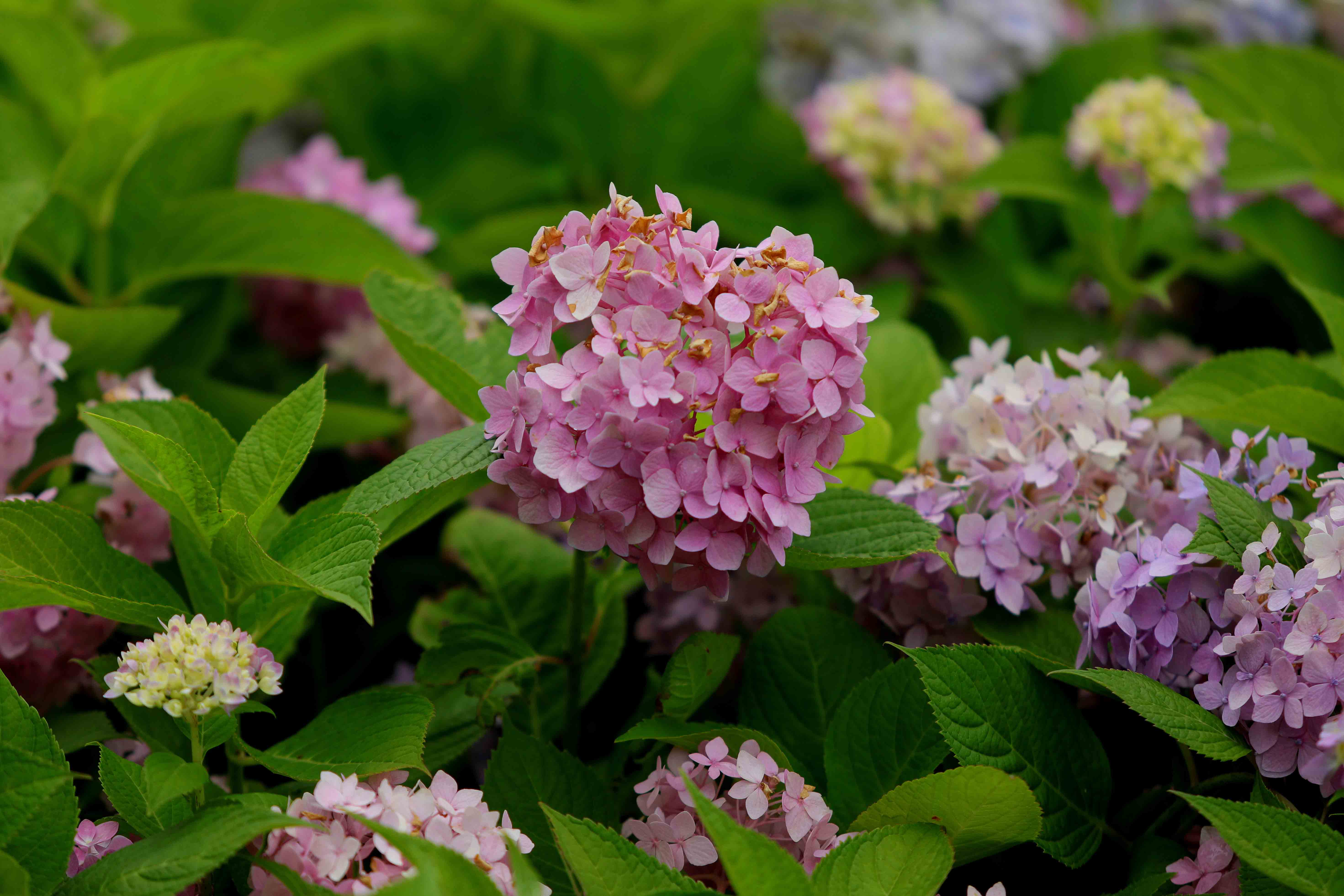 绣球花大多为粉红色,蓝色和白色.