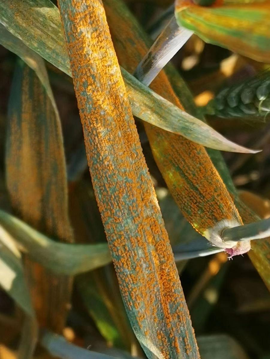 西农大发现全球首个小麦条锈病感病基因