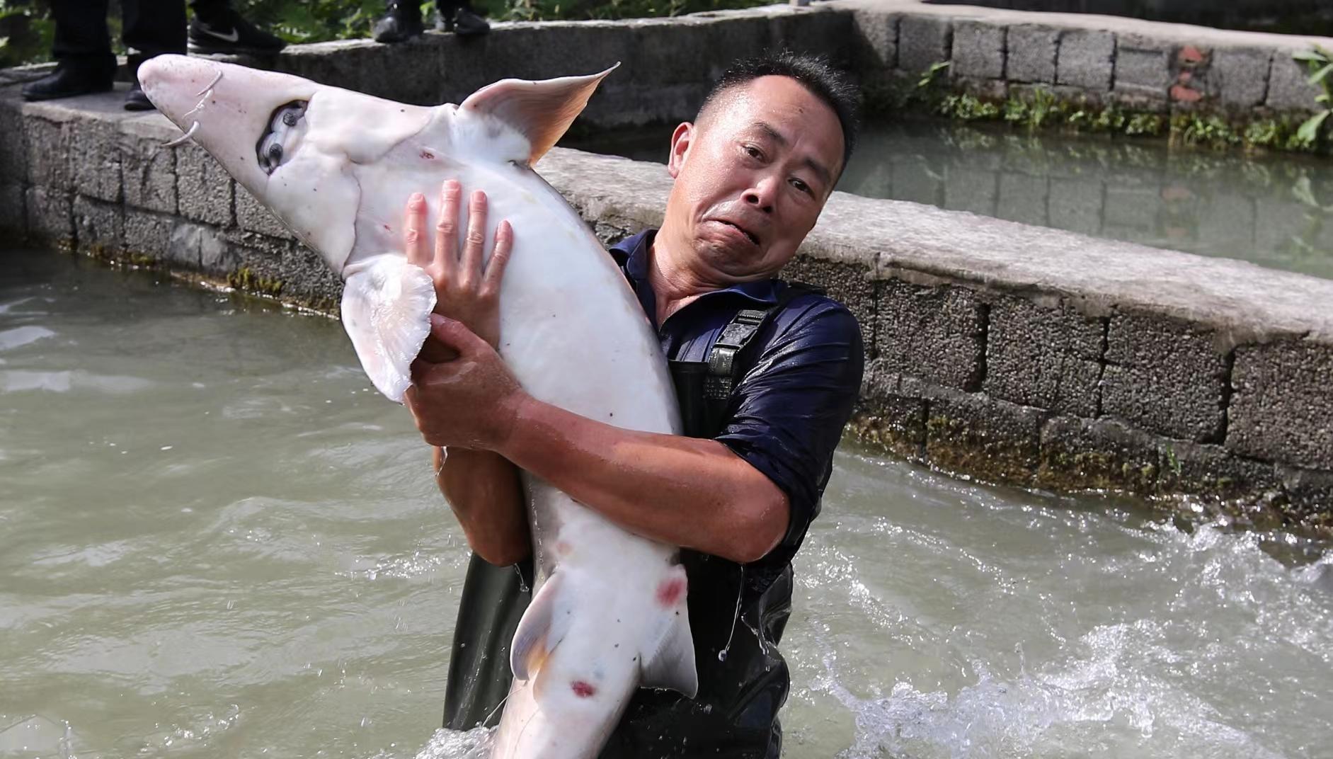 大鱼出水 幸福来“鲟” 200多斤的鲟鱼 你见过吗？
