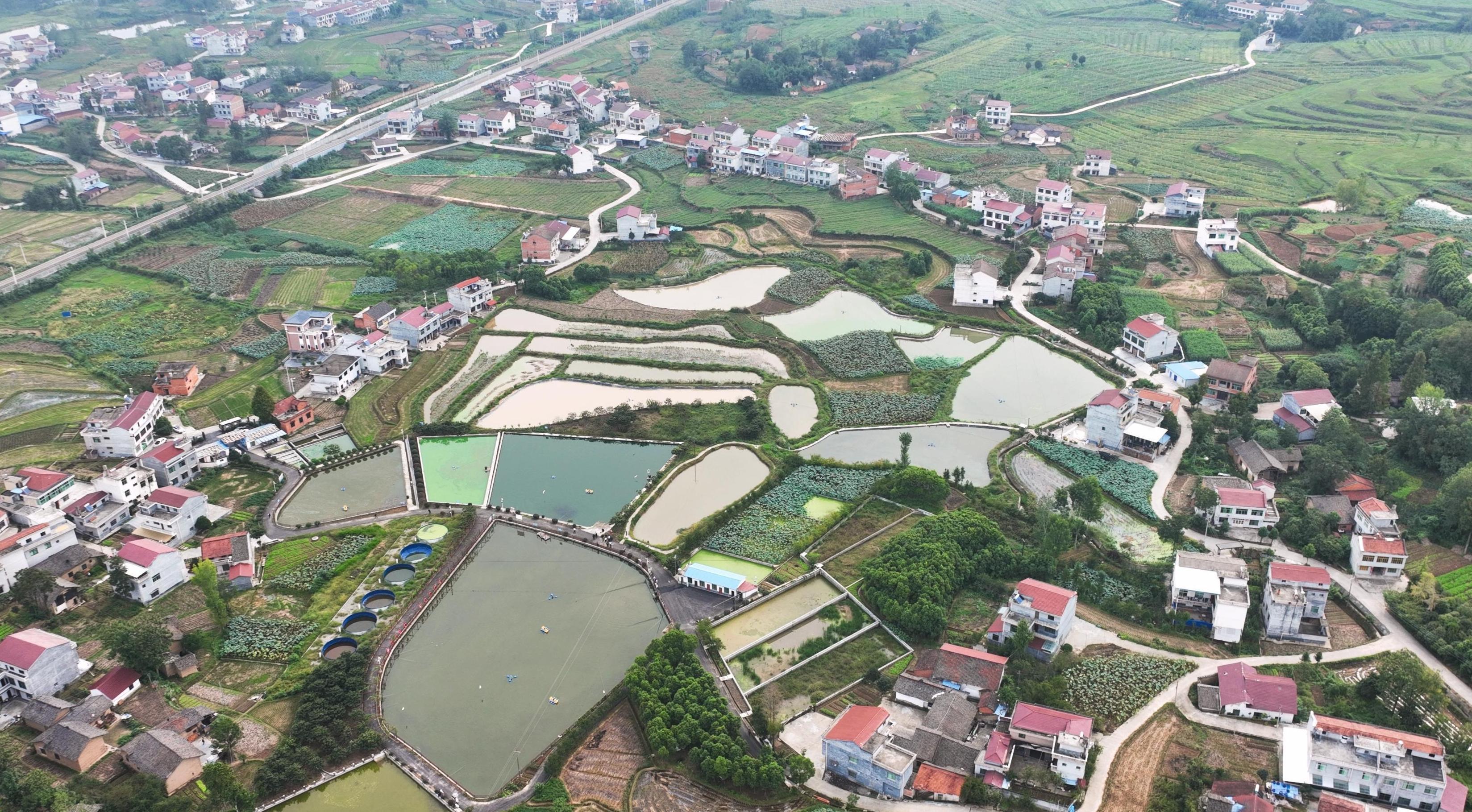 汉阴永丰：稻田综合利用样板 “看美景，品美食，赏鱼拓”