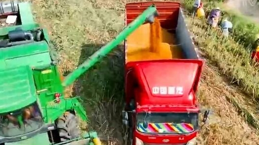 在希望的田野上 | 安徽15万台套联合收割机抢收秋粮 确保实现颗粒归仓