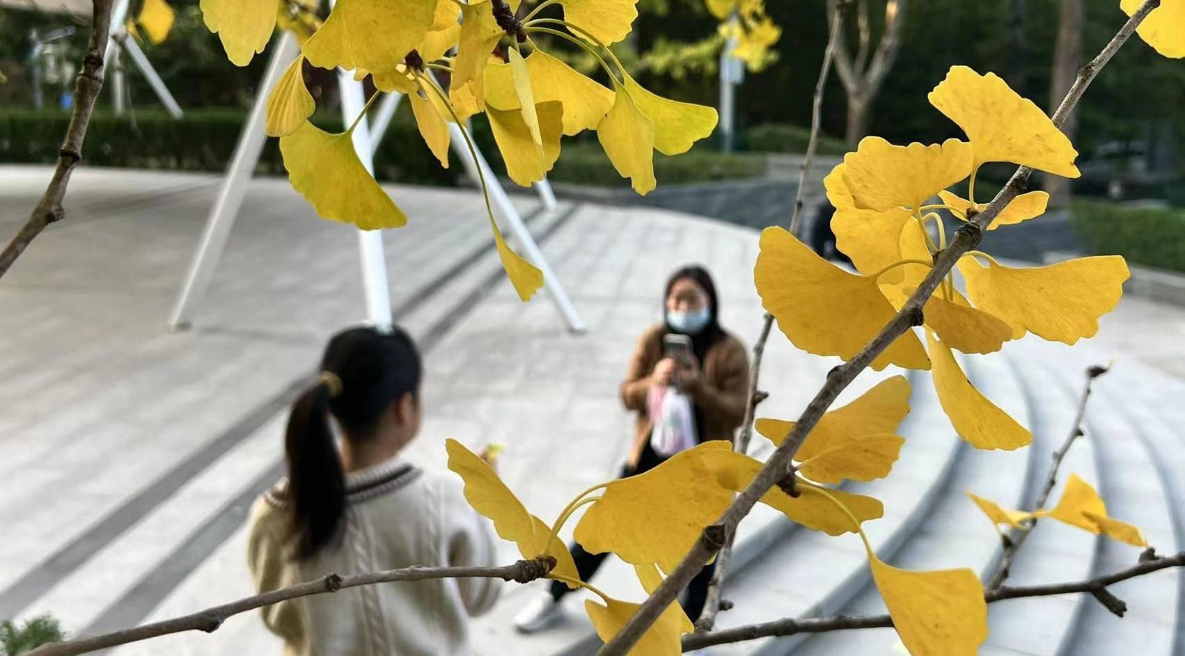 【视频·组图】走，一起去公园捡树叶赏秋
