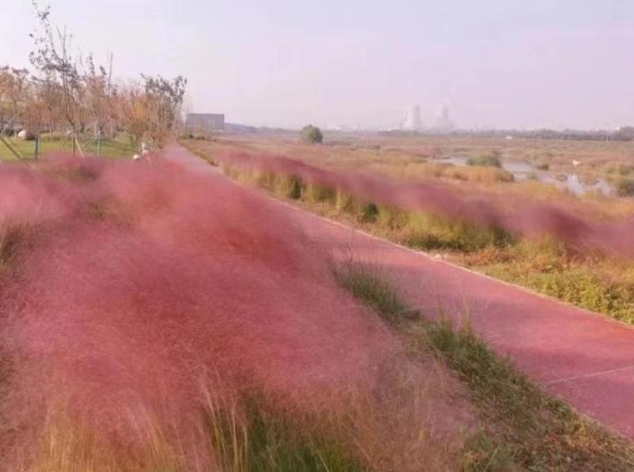 【组图】石川河畔 粉黛盛开