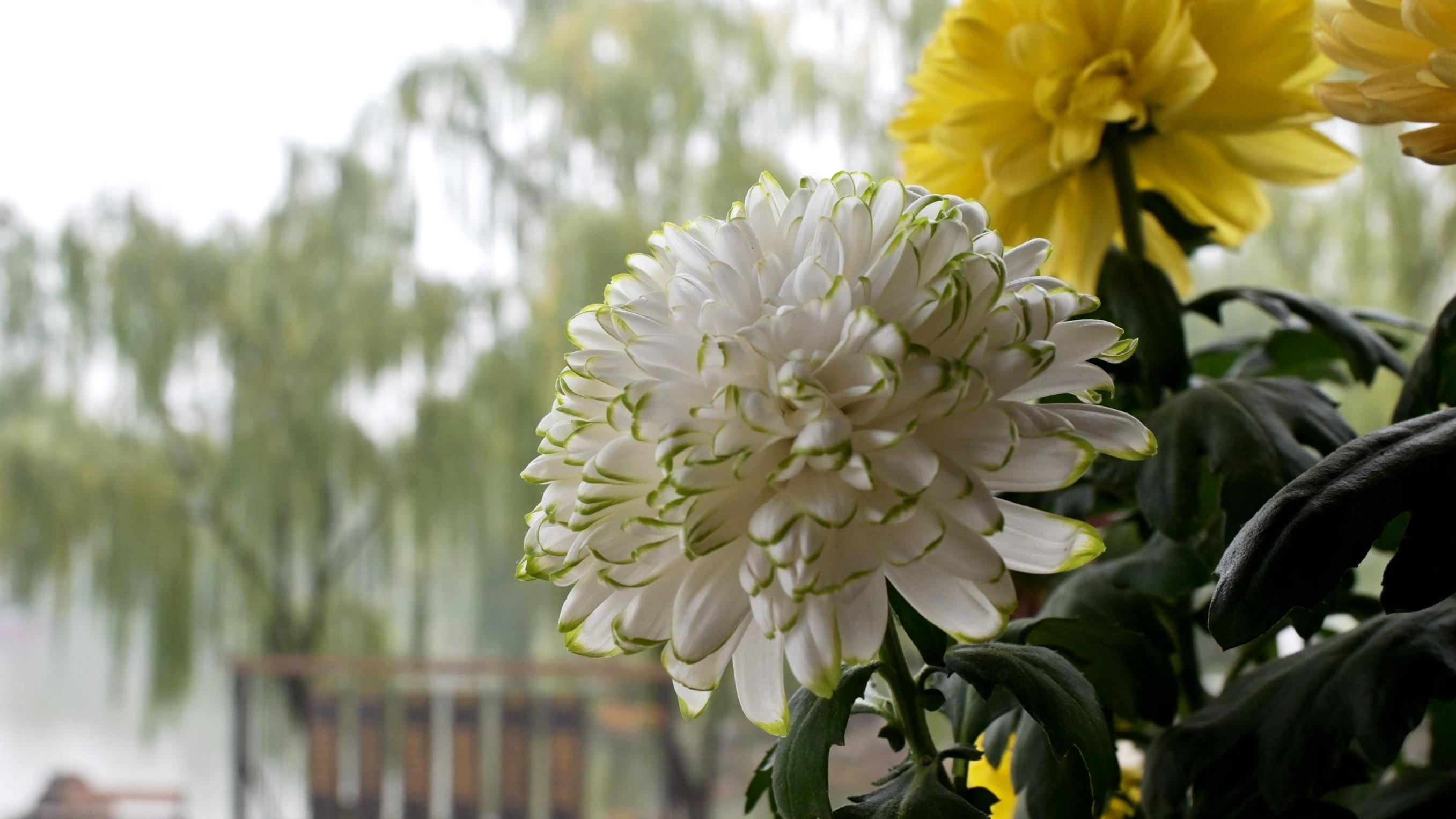 【图集】雨雾润轻肌 金蕊泛流霞