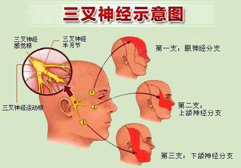 眶上神经 位置示意图图片